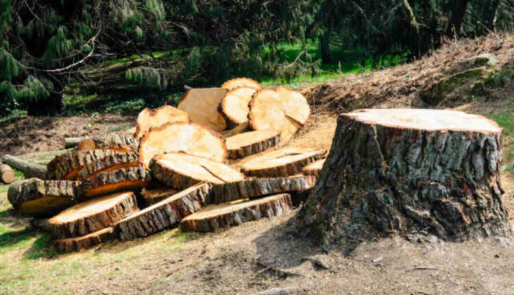 tree service monte sereno