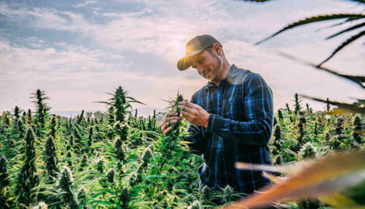 Comprehension D8 Distillate Benefits and also Uses