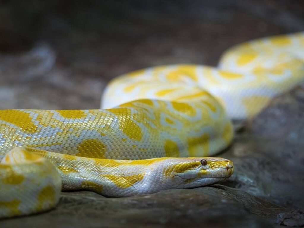 Conservation Efforts for Indigo Snake Populations