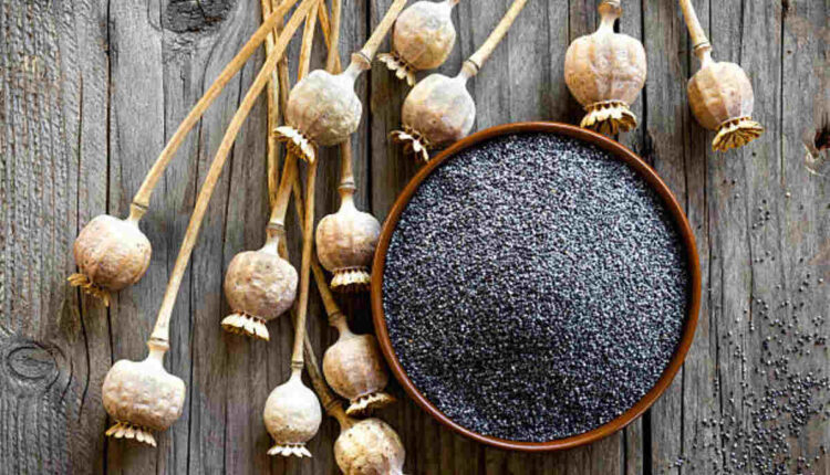Understanding the Effects of Poppy Pods Astonishing Benefits